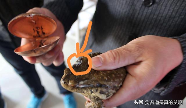 野生蟾酥多少钱一克 ，安国药材市场蟾酥价格（男子靠盗来的8000只蟾蜍提取蟾酥竟获利近百万。什么是蟾酥）