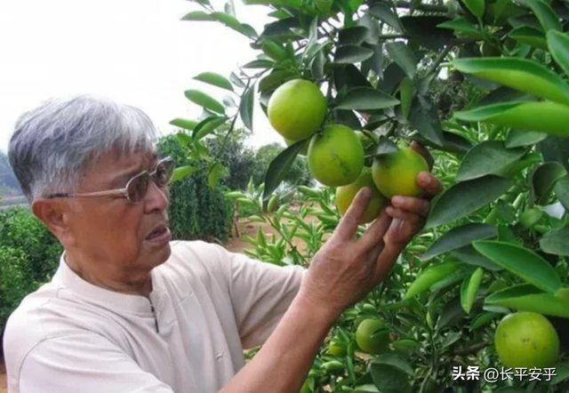 红塔山是哪个省份的烟，红塔山是哪里的烟（褚时健：情有可原）