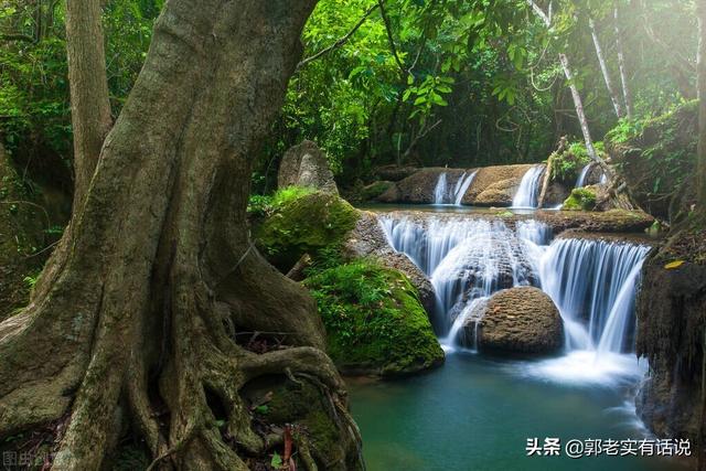 花.草.木象征的意义，花木象征含义的由来有哪几种（五行基础知识之《木的含义与其所代表的是什么）