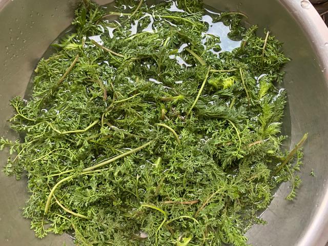 蒸米米蒿的做法，蒸米米蒿的做法窍门（春天常见的播娘蒿）