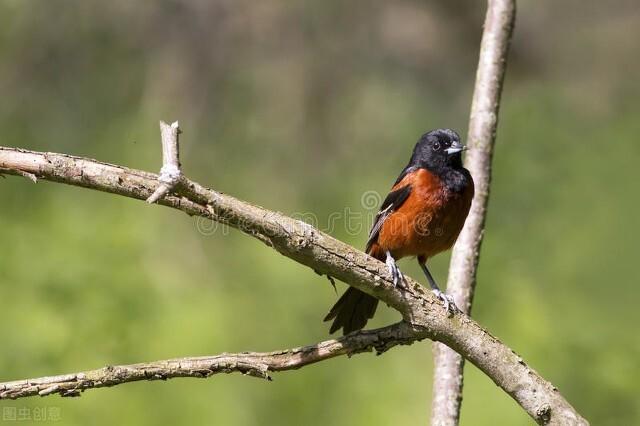 流莺李商隐原文，流莺 李商隐诗歌鉴赏答案（李商隐七律《流莺》的象征主义）
