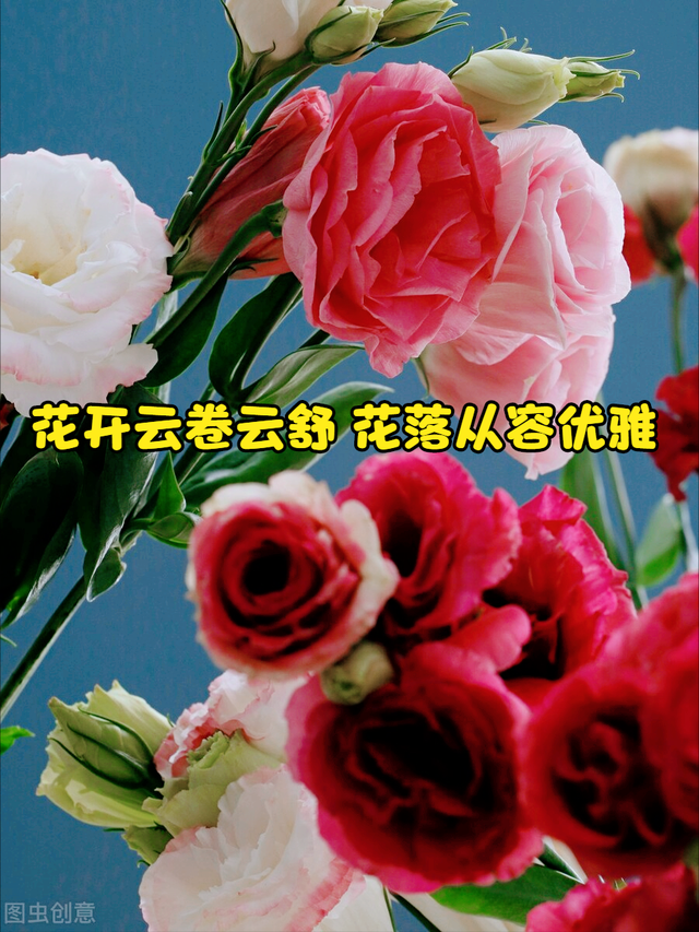 什么是石竹梅花，一花一欢喜