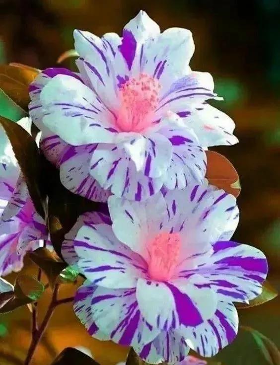 夸赞女人漂亮的句子，夸女人的美言佳句（女人如花，绚烂绽放，活出精彩）