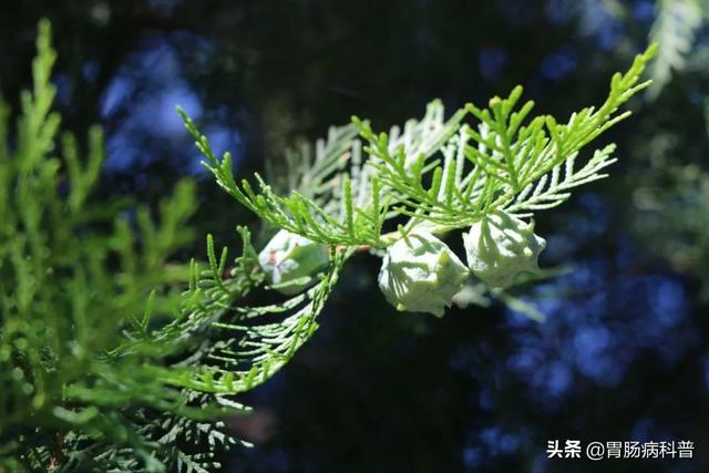 曼陀罗花的图片，曼陀罗花是什么（301味中药材的原植物彩色图谱）