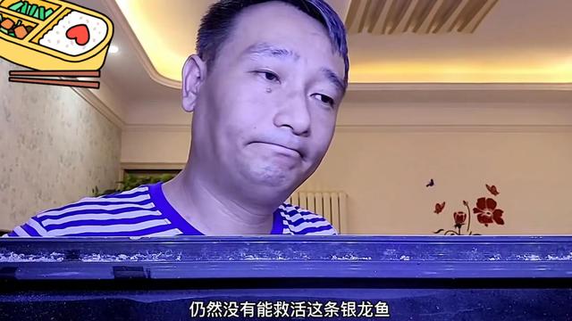 银龙鱼价格多少钱一只，龙鱼一般多少钱（可以先从饲养银龙练手）