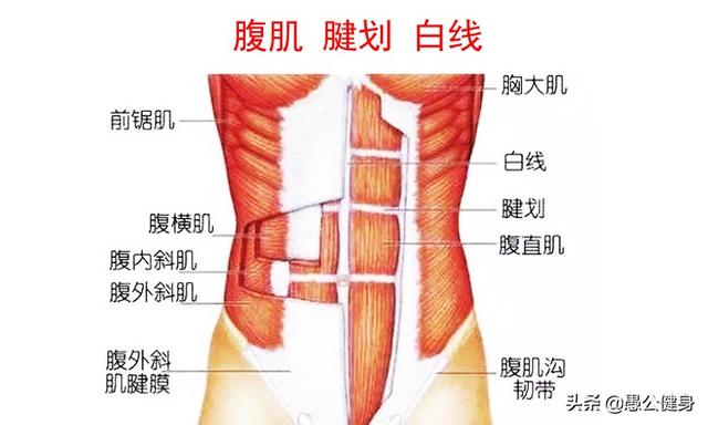 如何练出八块腹肌，腹肌锻炼方法（怎样才能练出八块腹肌）