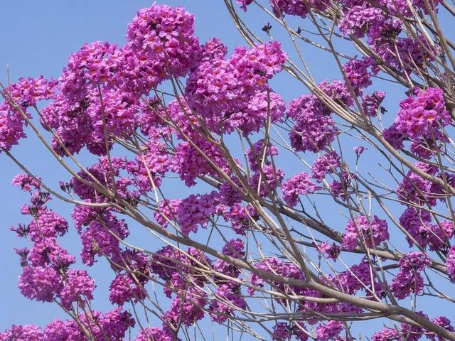 紫花风铃木可以盆栽吗，紫花风铃木北方能成活吗（分享——紫花风铃木）