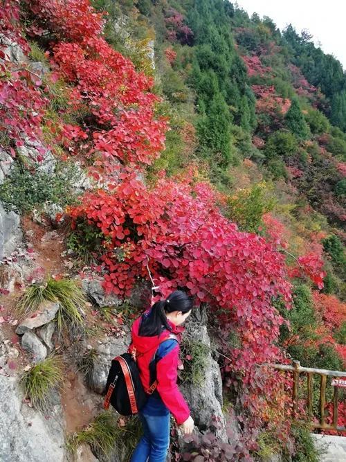 秋天是一个什么样的季节，秋天是一个什么样的季节写一段话（分享绝美秋色：叠翠流金）