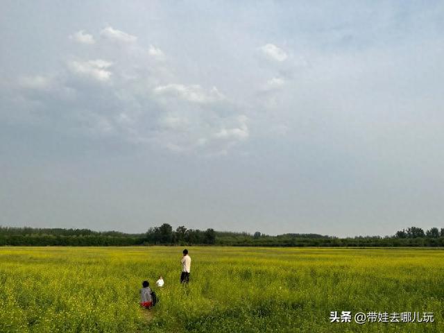 最佳油菜花观赏地，快来这里看油菜花海