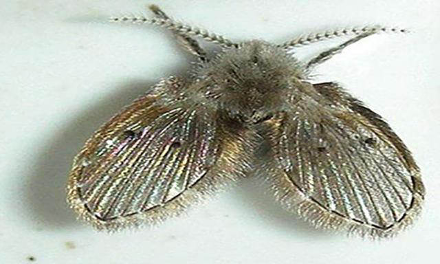 昆虫类有哪些动物，昆虫的天敌有哪些动物（农村常见的十二种虫子）