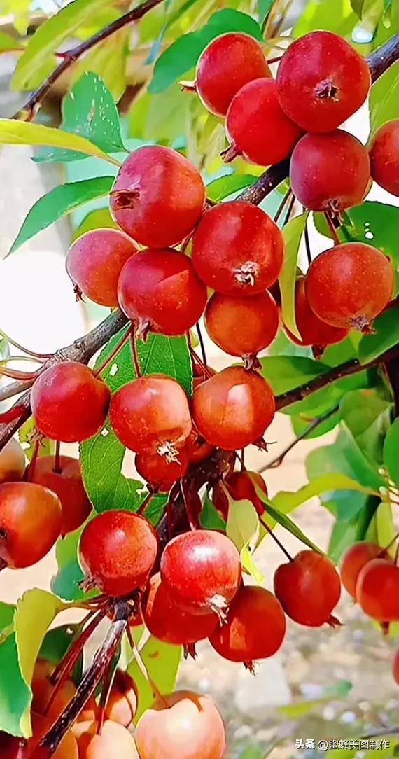 四个季节各有什么水果和蔬菜，四个季节各有什么水果和蔬菜和水果（60张水果蔬菜壁纸美图）