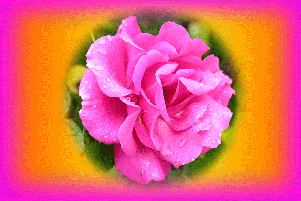 999朵玫瑰，送你999朵动态玫瑰花（999朵玫瑰邰正宵）