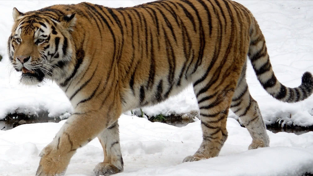 狮子是什么王?森林之王，狮子是什么王（狮子如果碰见了老虎）