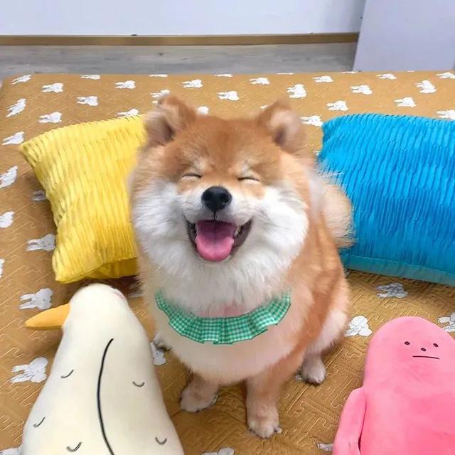 斗图，微信头像，斗图（抖音热门头像）