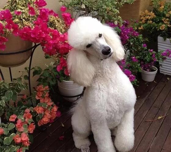 十大新手最好养的狗狗，最适合新手养的狗狗十大排行榜（最适合新手养的6种狗狗）