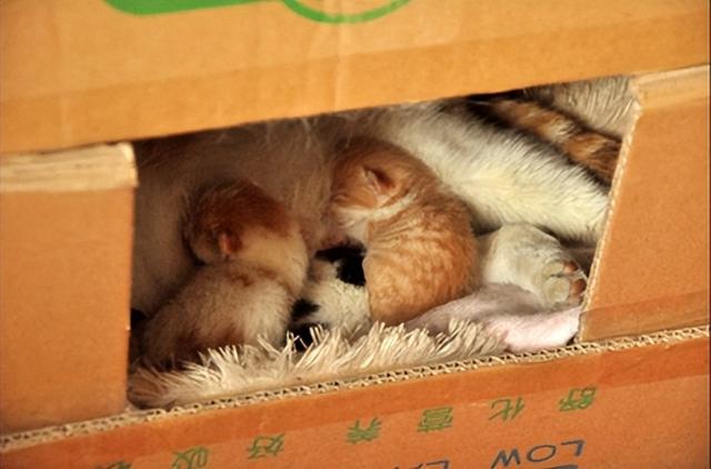 胎儿多少周出生，胎儿正常出生是多少周（史上最全猫咪怀孕生产攻略~强烈建议收藏）