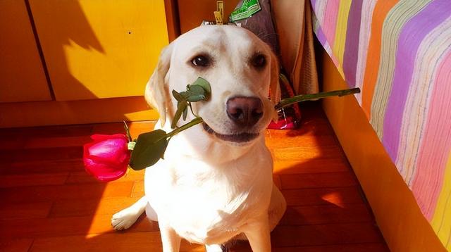 拉布拉多犬好养吗，拉布拉多好养吗（为什么大家都不敢养“拉布拉多犬”）