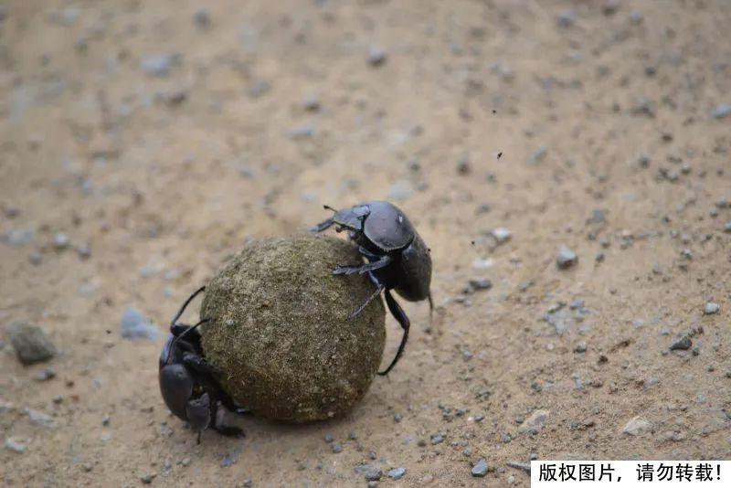 屎壳郎为什么要推粪球？它以粪便为食还要繁殖后代