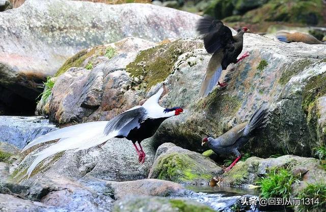 白娴鸟（白娴鸟图片，白娴鸟怎样的养殖（白鹇鸟唯美图片）