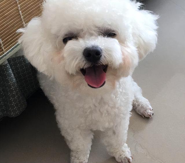 最适合家庭养的狗，十种最好养的狗狗（好养又温顺的5种狗）