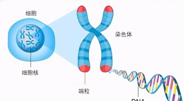 世界上最大的龙虾，世界上最大的龙虾是什么品种（龙虾理论上可以永生不死）