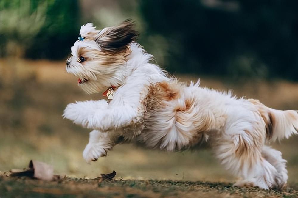 西施犬一天吃多少狗粮 西施犬吃什么狗粮比较好