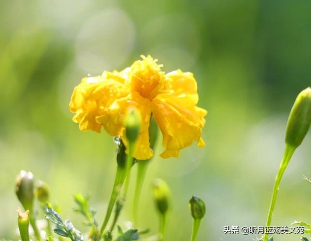 有你真好的说说，有你超甜的句子（岁月无言，春风十里，有你真好）
