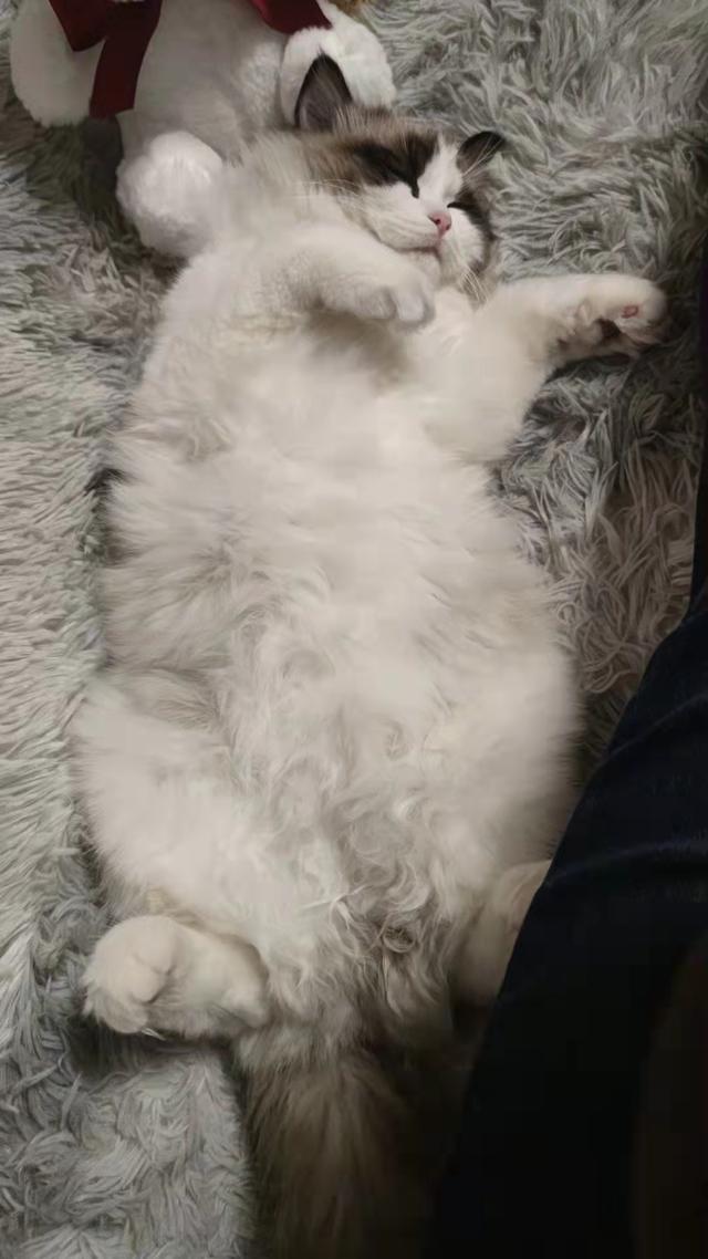 如何抓到一只小野猫，如何抓到一只小野猫视频（找猫最有效的方法）