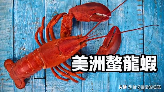 小龙虾属于海鲜类吗，小龙虾是海鲜吗（龙虾：从小龙虾到大花龙）
