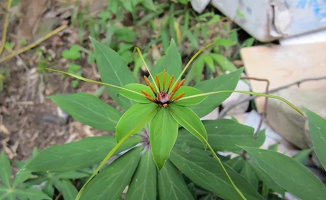 十大远古最恐怖的植物，史前十大恐怖生物（毒蛇克星的七叶一枝花）