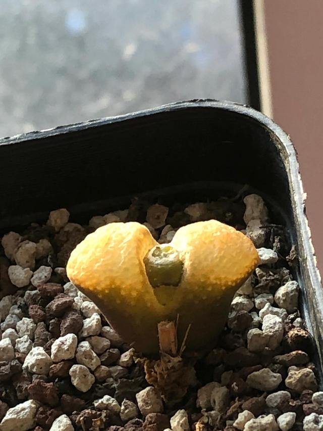 多肉灯泡，自家多肉 请君欣赏（多肉灯泡怎么养）