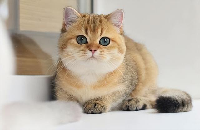 在英短猫的品种里面,金渐层和银渐层是最受欢迎的