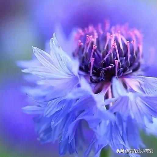 各国的国花是什么花，世界各国的国花是什么（一花一世界‖世界各国的国花你知道多少）