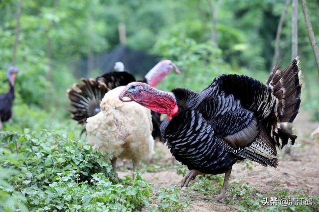 火鸡孵化多少天出壳，火鸡孵化需要几天（100天左右可变现）