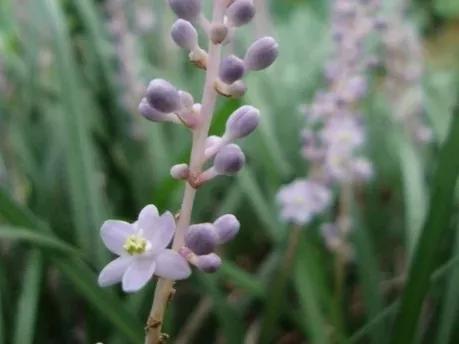 麦冬草简介，麦冬草的介绍（麦冬，乃绿植佳品）