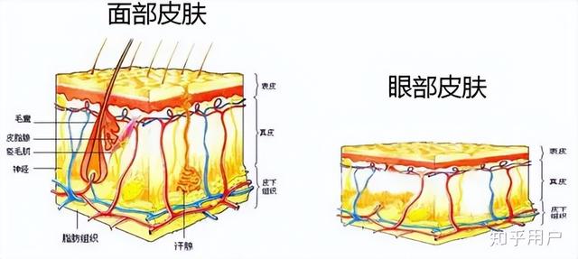 眼霜的作用和功效，眼霜作用是什么（眼霜真的有用吗）