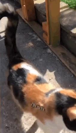 timi是什么意思，timi中是什么意思（“养了一只患有听力障碍的小猫咪）