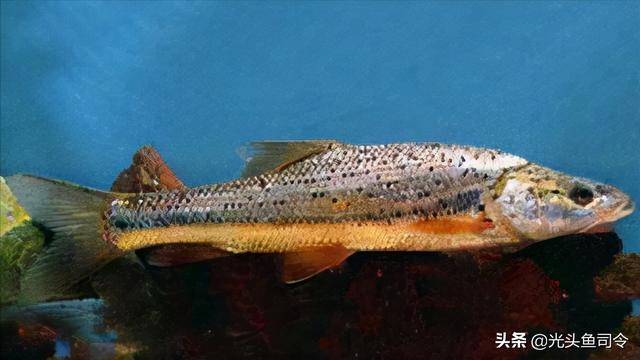 长江名贵鱼前十名，10大凶猛淡水鱼（我国保护的鱼类有87种）