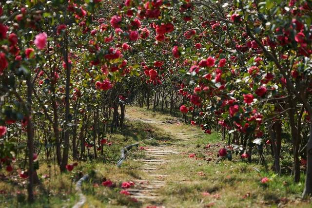 大理市春季赏花去哪里，大理开花季节（春之大理，与茶花“约会”）