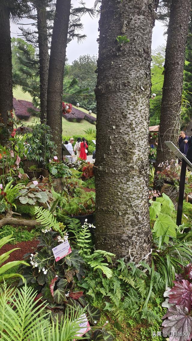 深圳市仙湖植物园，深圳仙湖植物园适合夏天逛吗（深圳仙湖植物园现场实拍图来了）