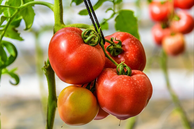 圣女果保存时间，圣女果保存时间长方法（现在的西红柿为啥都“硬邦邦”的）