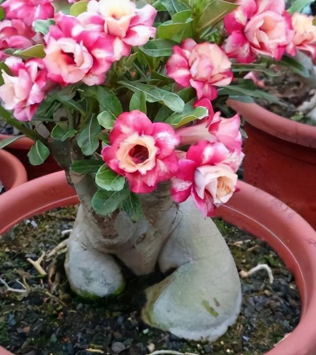 十大室内花卉排名，室内十大吉祥花（6种“漂亮花”）