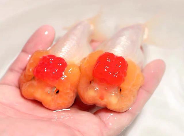 兰寿金鱼图鉴大全，金鱼品种大全之蛋种金鱼