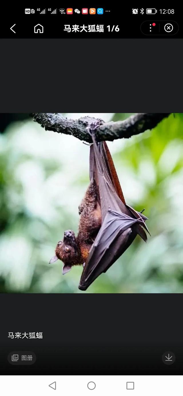 世界上最大的蝙蝠，世界上最大最可爱的果蝠（世界最大的蝙蝠）