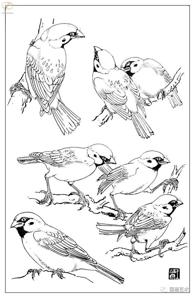 火的简笔画图片，火焰怎么画简笔画图片（画鸟参考——白描麻雀百图）