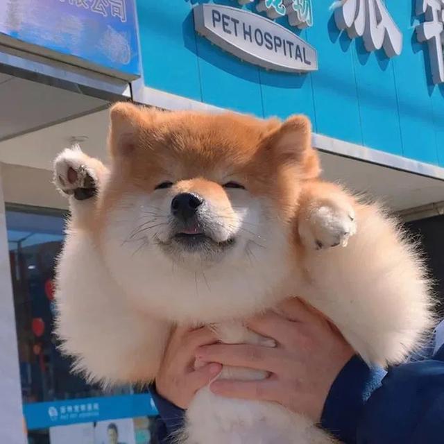 斗图，微信头像，斗图（抖音热门头像）