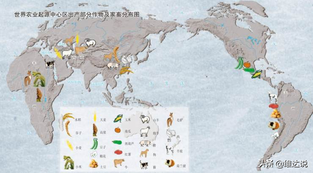 小米是什么农作物，粟是什么农作物（五谷之首的小米为何被四千多年前从西亚传入的小麦取代主粮地位）
