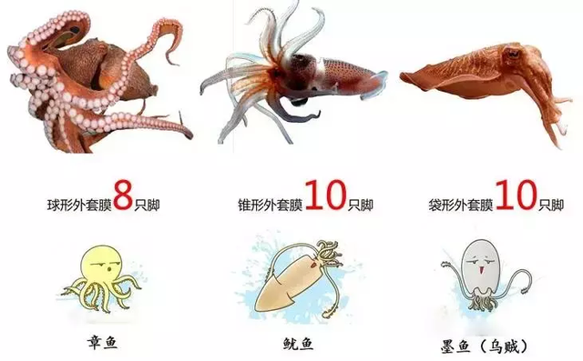 章鱼吃什么，章鱼吃什么东西作为食物（还有一身怪本领）