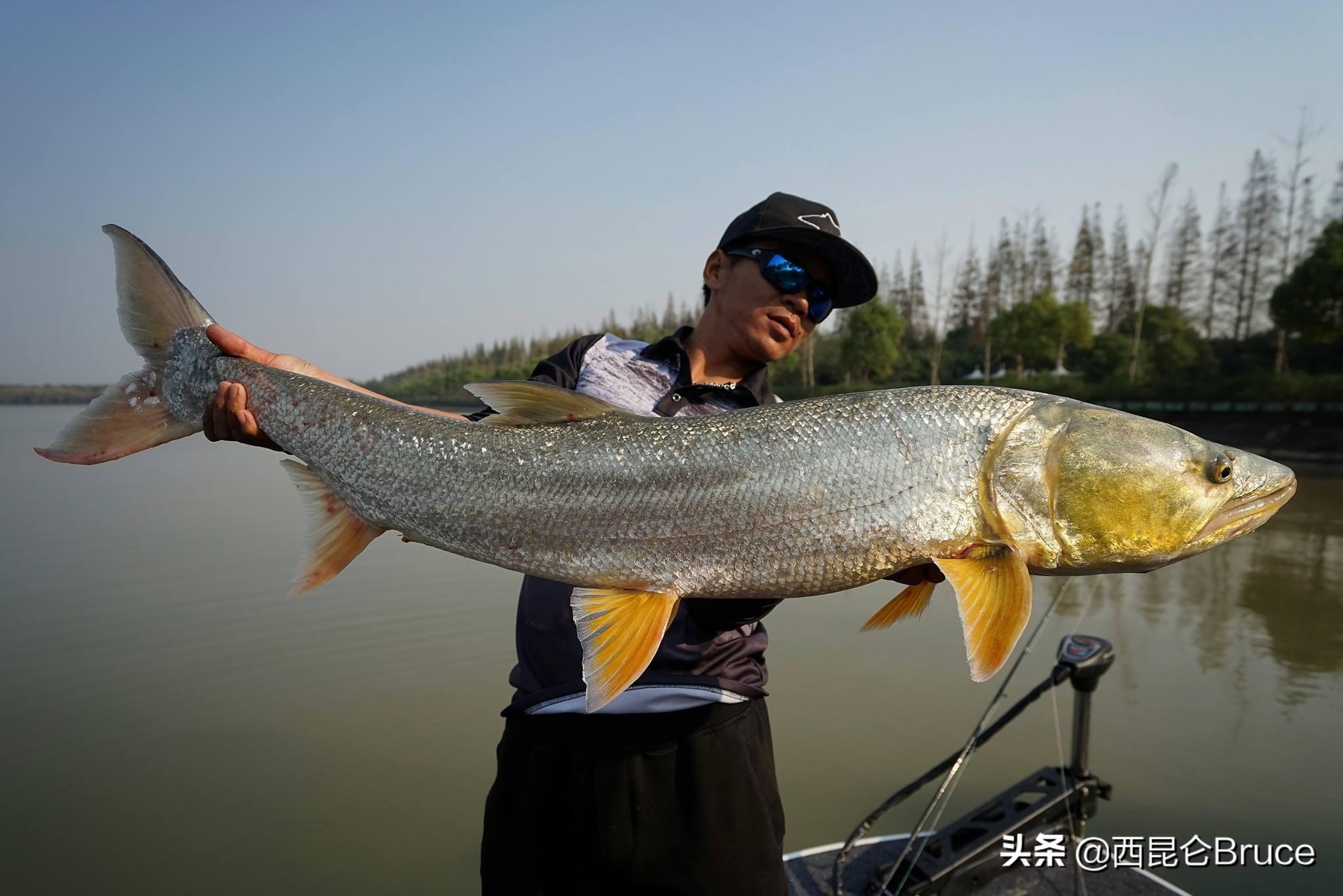 柬埔寨渔民在湄公河流域捕到一条近300公斤重的黄貂鱼 是有记录以来世界上最大淡水鱼 - 神秘的地球 科学|自然|地理|探索