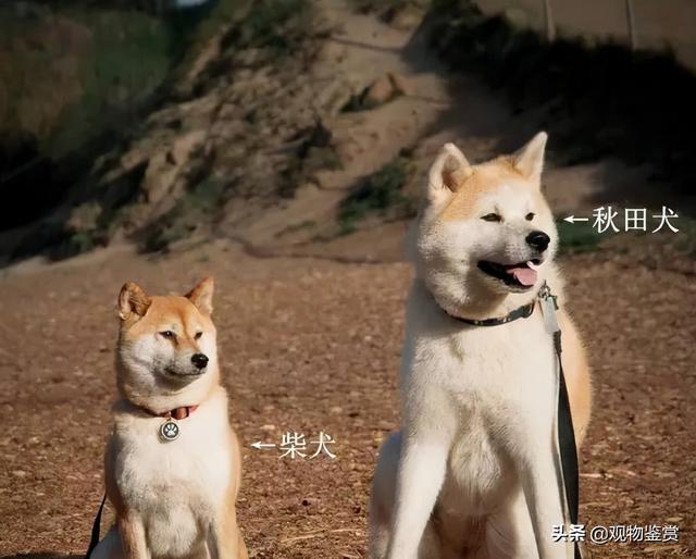 秋田和柴犬的区别有哪些，柴犬和秋田犬比较容易区别地方有哪些（秋田犬与柴犬毛色上的区别）